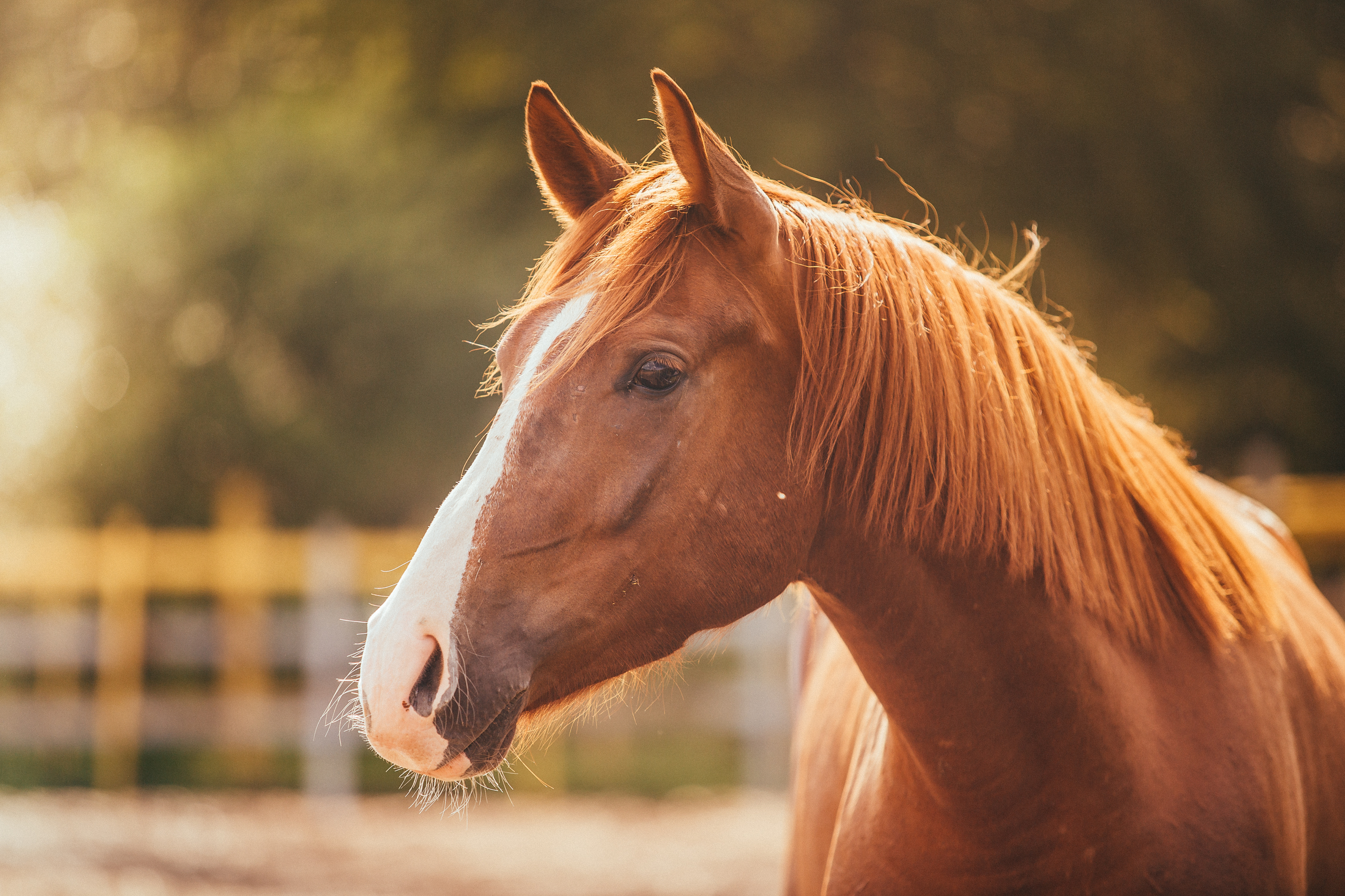 Horse in a field at sunset