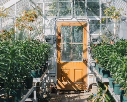 Wooden door inside a greenhouse surrounded by potted plants on metal shelves.