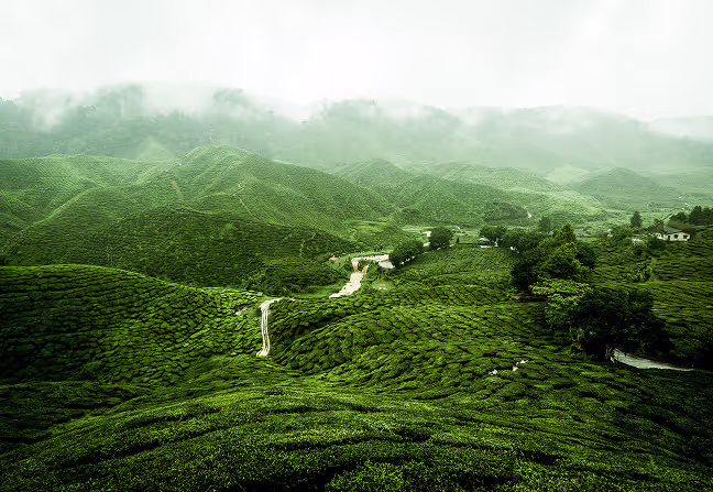 Environmental Values Image