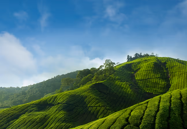 Environmental Values Image