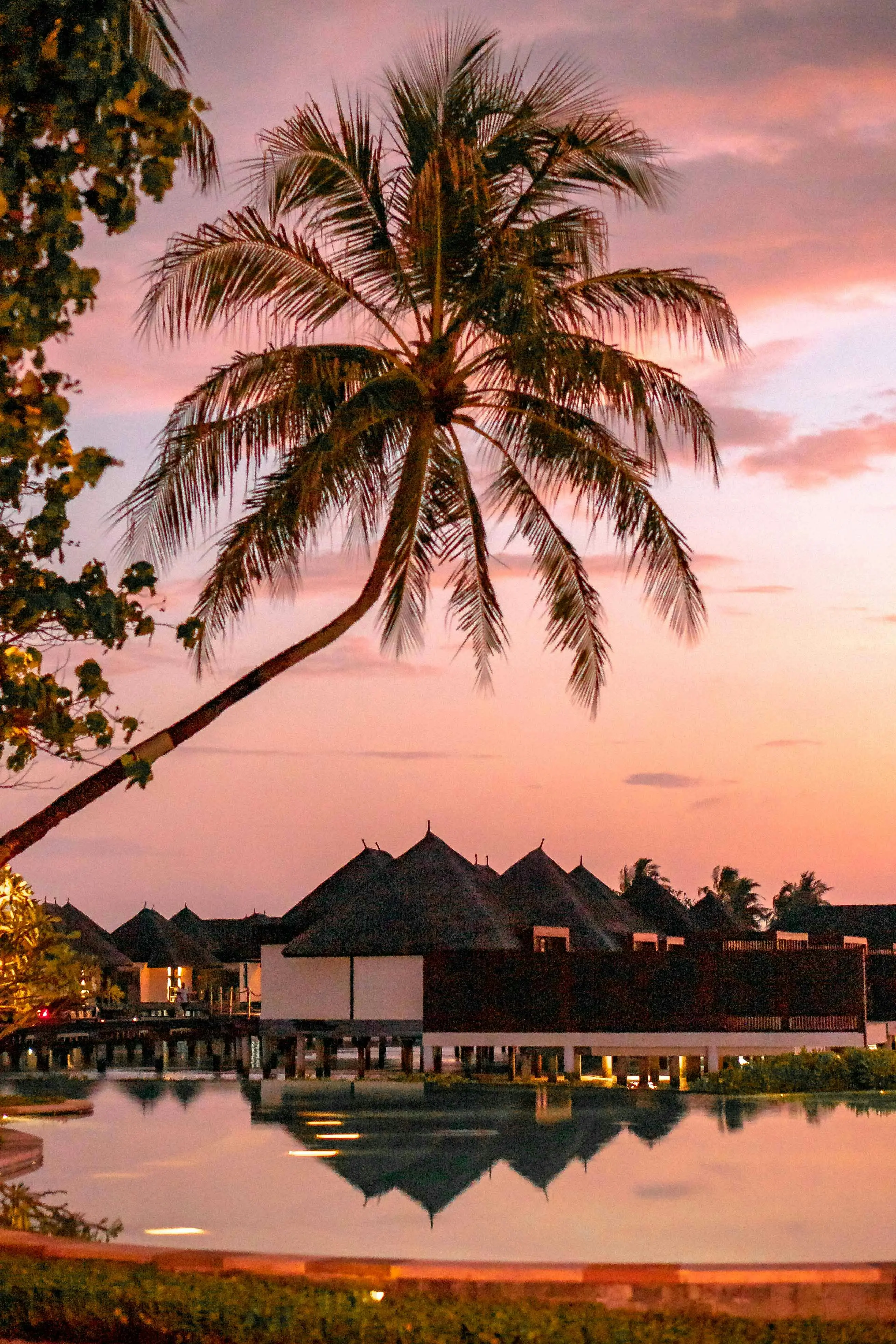 Palm tree by overwater bungalows reflected in a calm pool at sunset with a pink and purple sky.