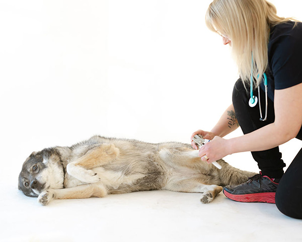 Koiran eläinlääkäri, Elinklinikka Triksevä