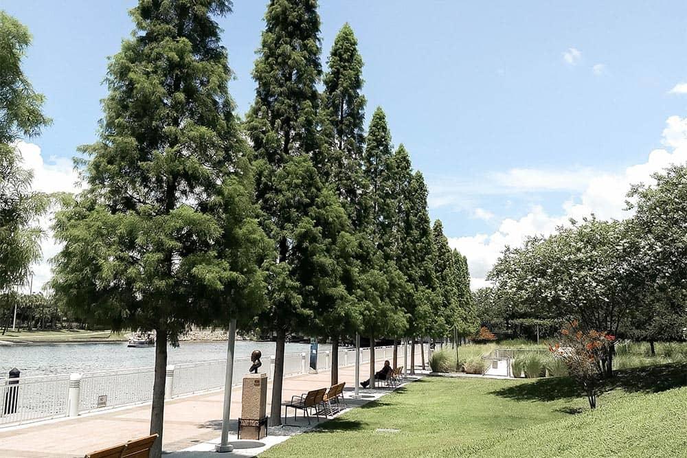Tree Row Tampa Florida