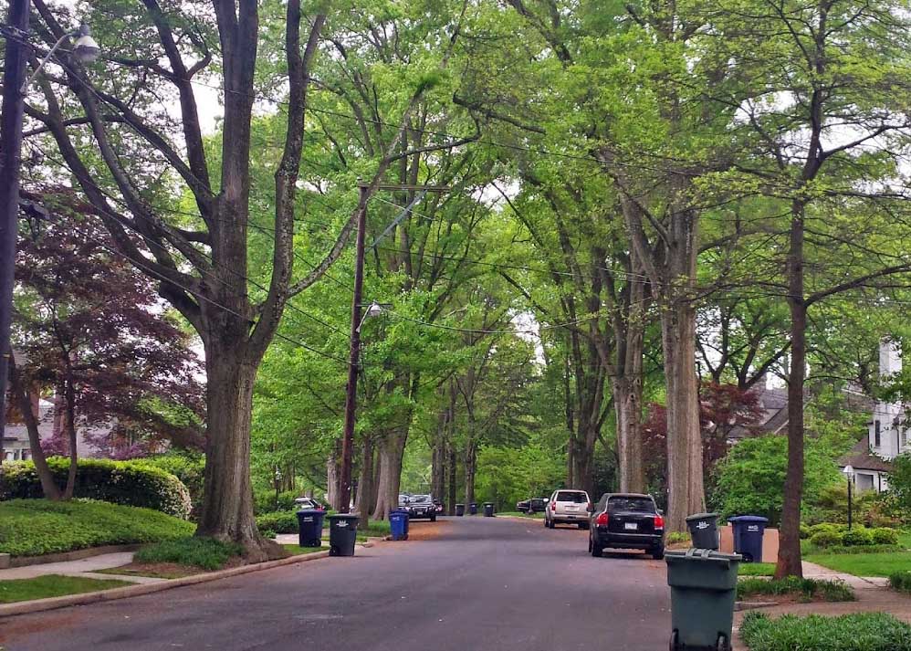 Forest Health | Urban Forestry