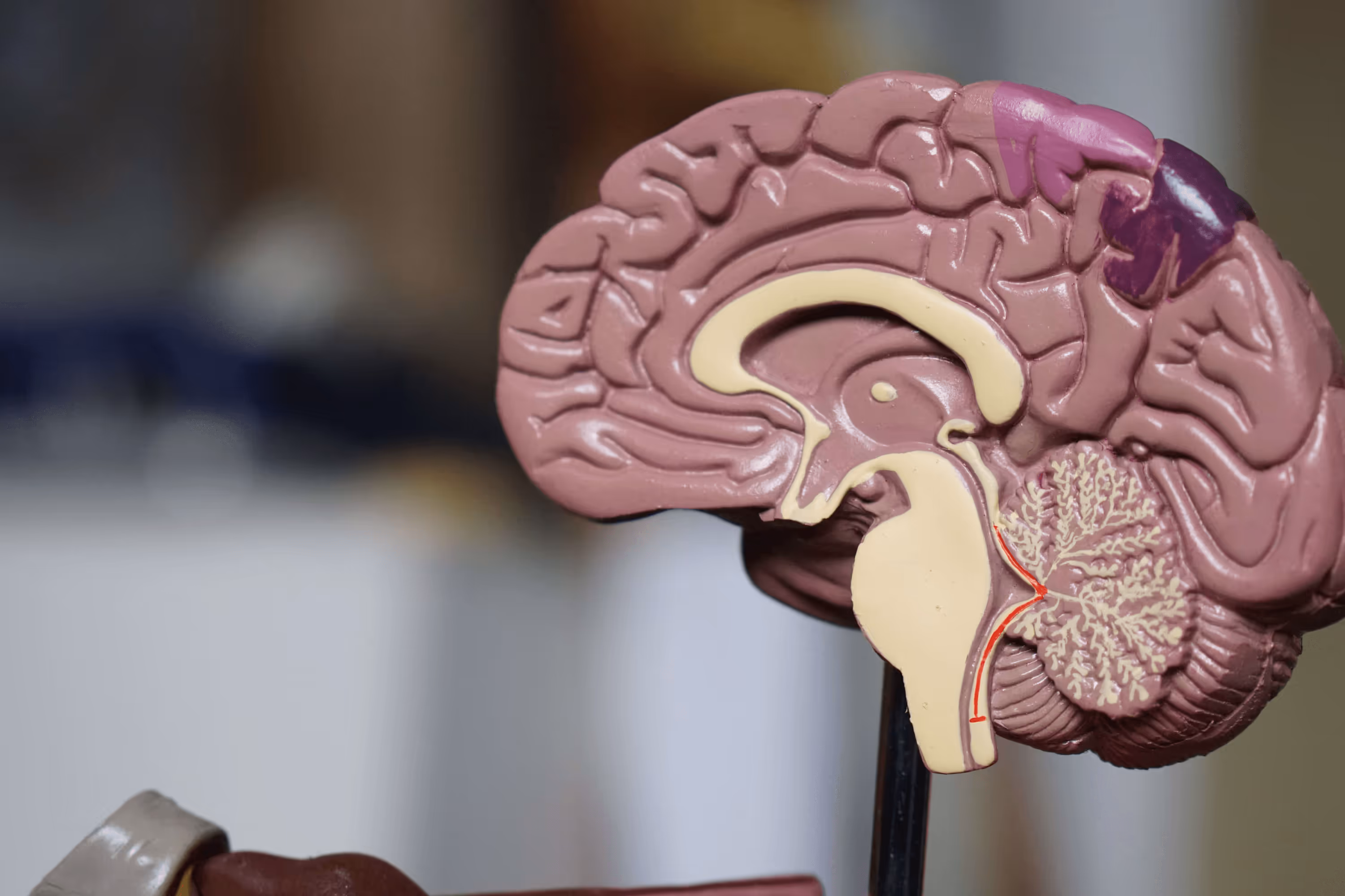 The role of microbiota in brain homeostasis during adulthood and early life