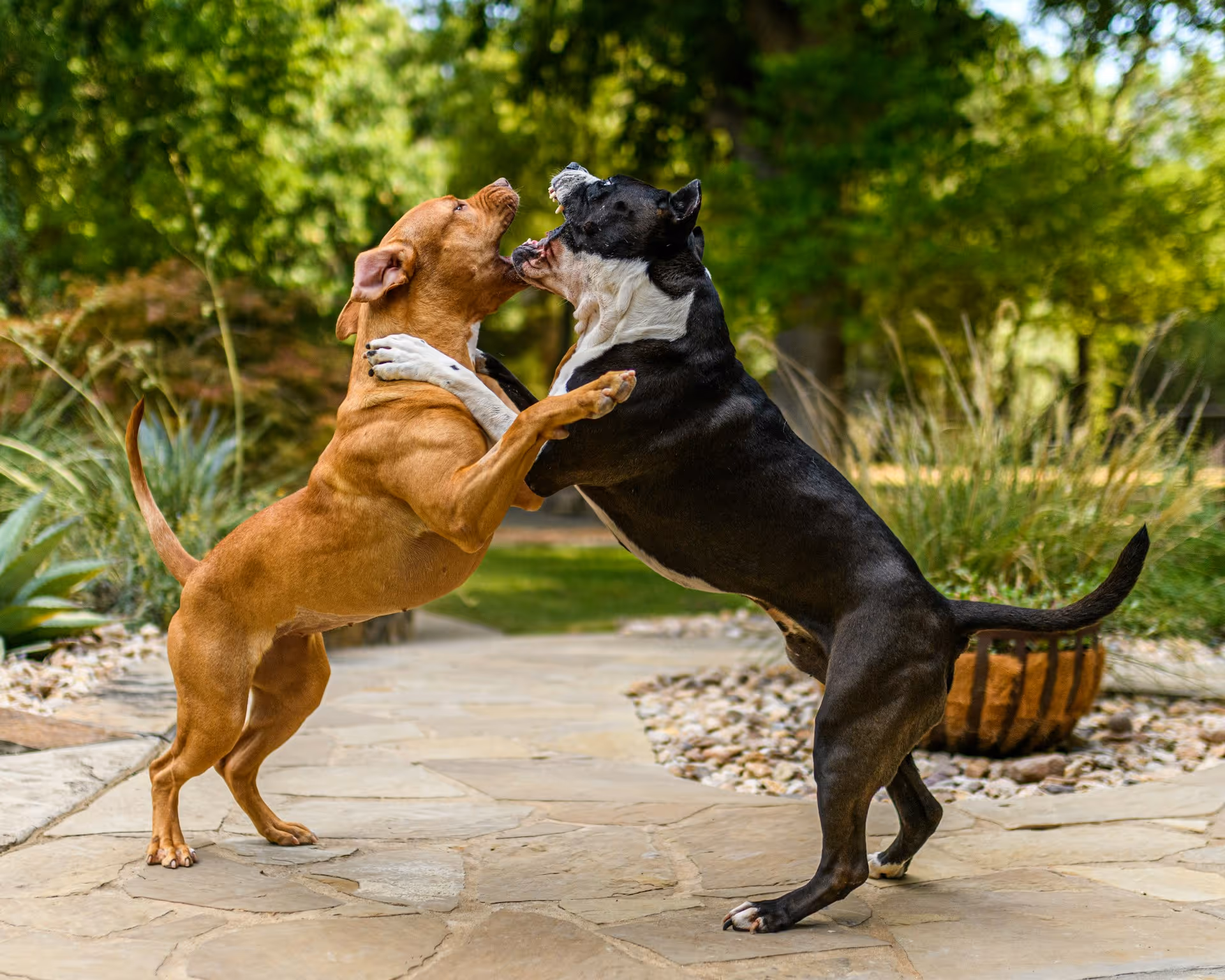 Dog Bites & Attacks | Ann Arbor Dog Bite Attorneys