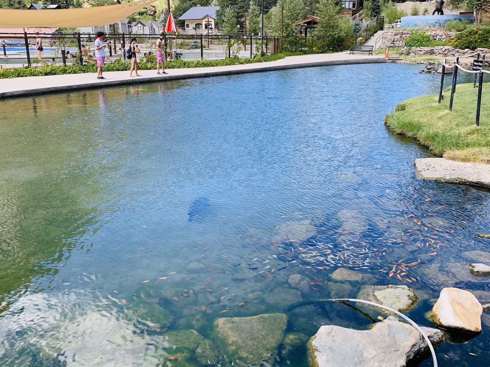 Natural hot spring pool at Ouray Hot Springs Pool, Colorado, showing clear water with rocks and fish near a grassy edge.