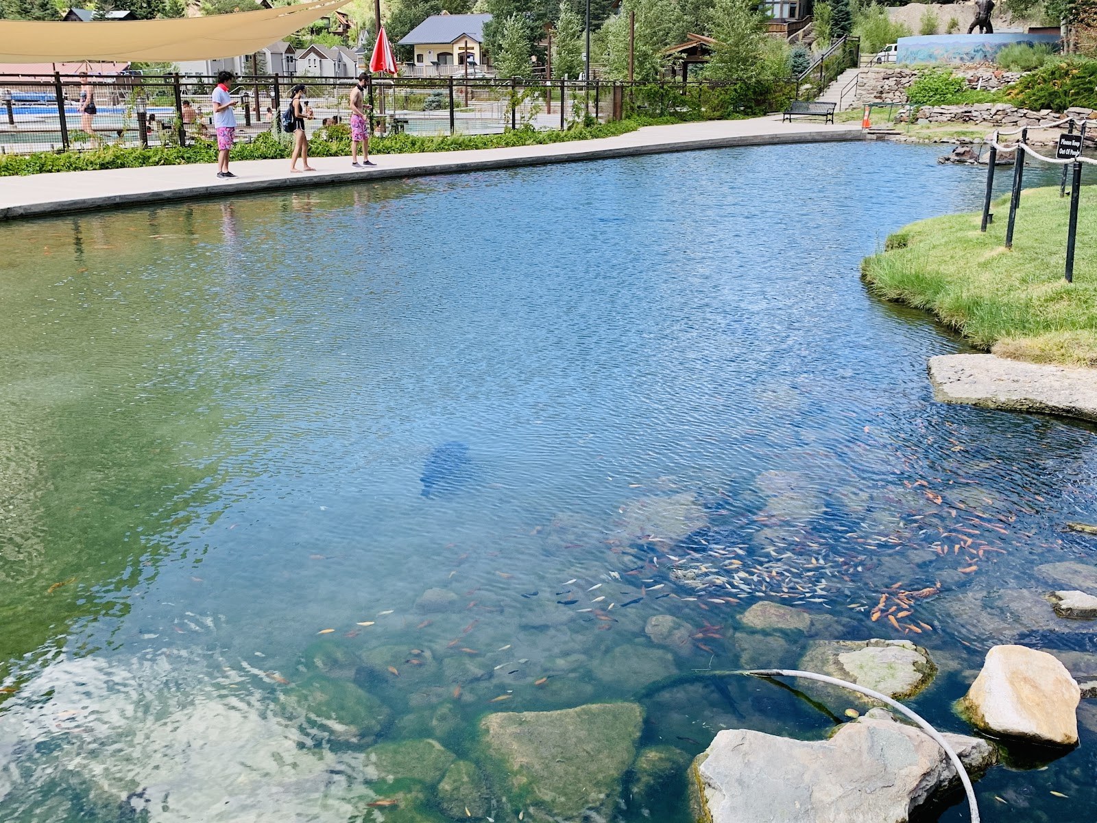 Natural hot spring pool at Ouray Hot Springs Pool, Colorado, showing clear water with rocks and fish near a grassy edge.