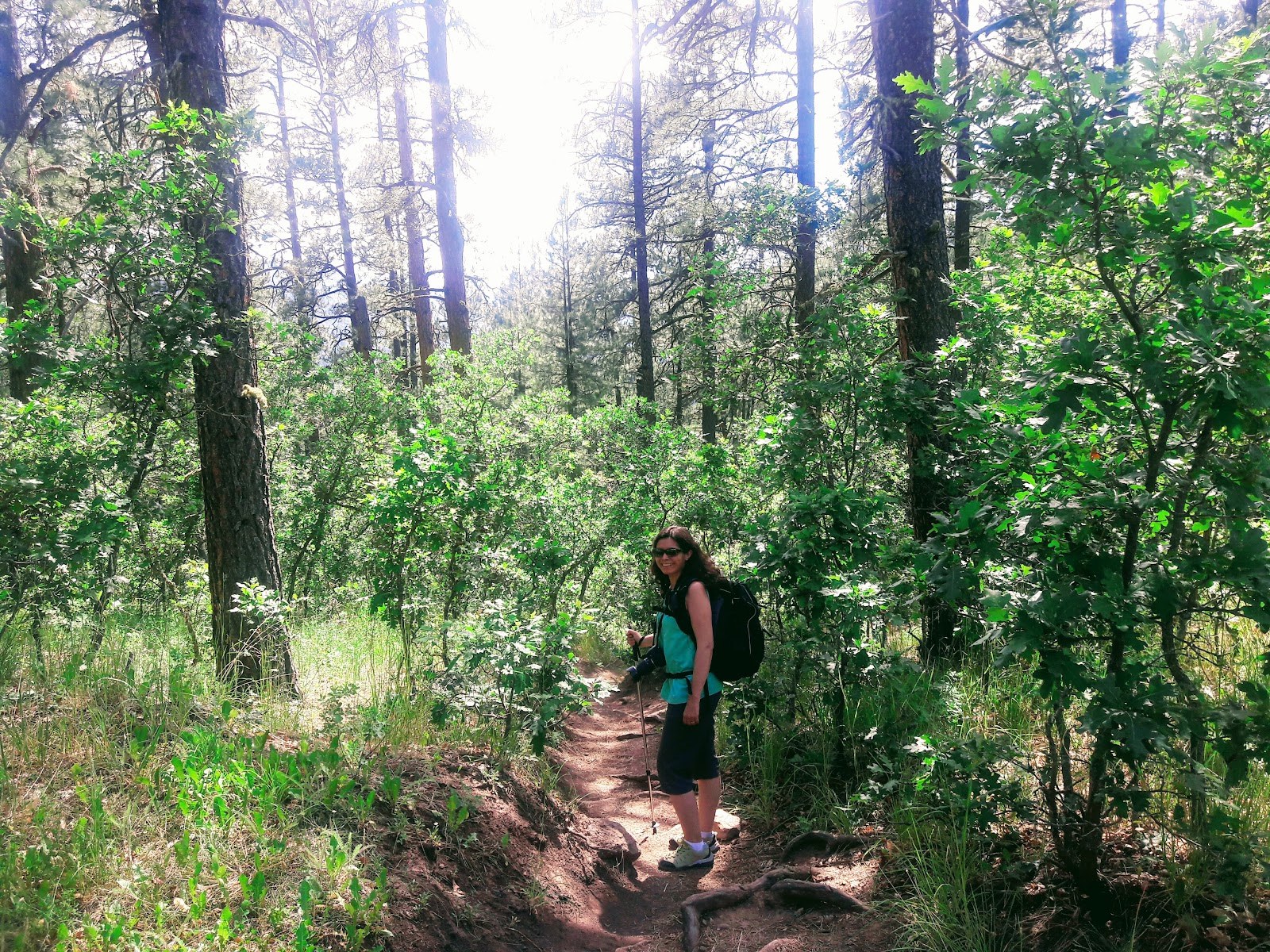 A hiker walking on a sunny forest trail surrounded by green trees near Piedra River Hot Springs outside Pagosa Springs, Colorado