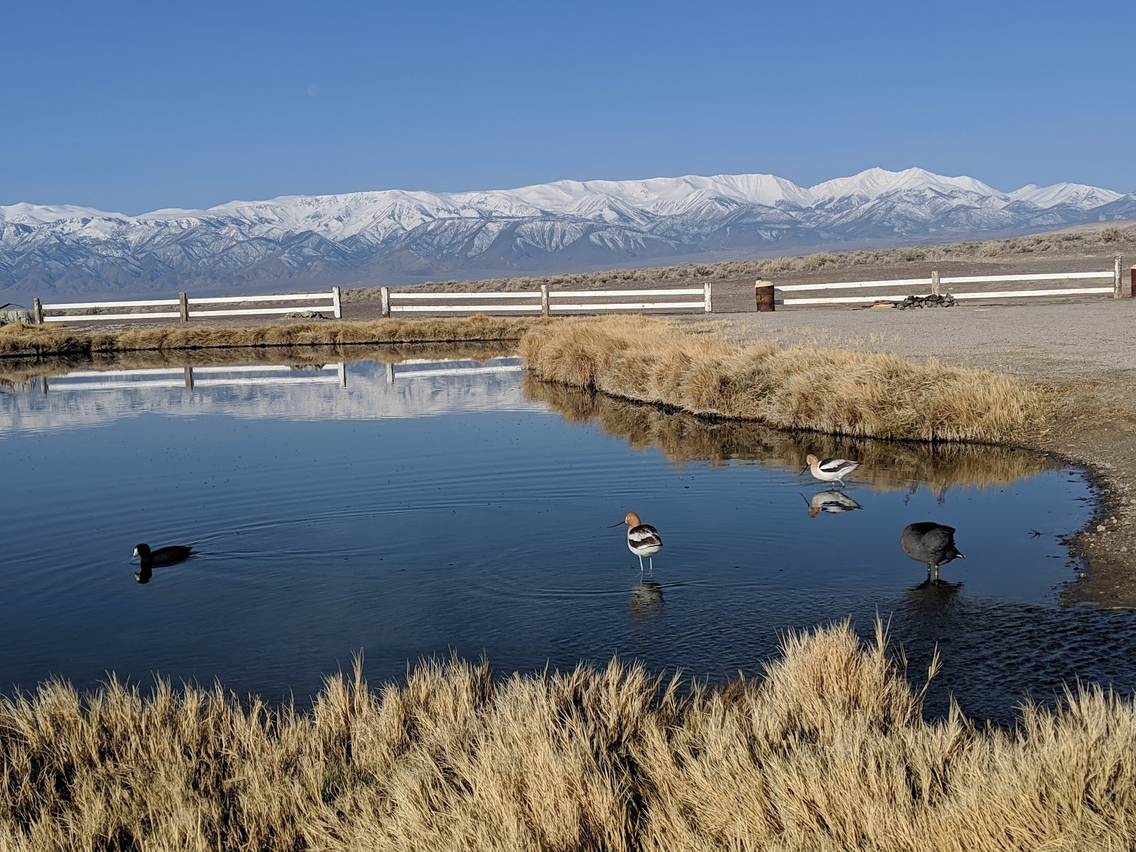 Tranquil natural pool at Fish Lake Valley Hot Well, Nevada, with several birds wading and snowy mountains visible beyond dry grassy banks.