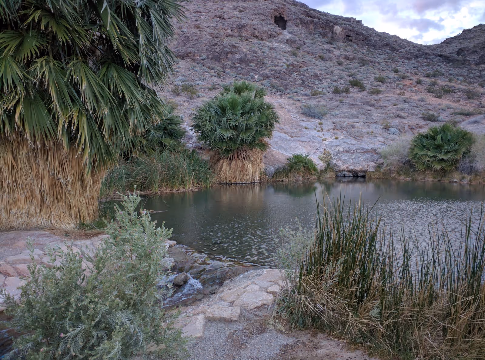 Rogers Spring reservoir surrounded by desert vegetation and palm trees with rocky hills in the background near Overton, Nevada