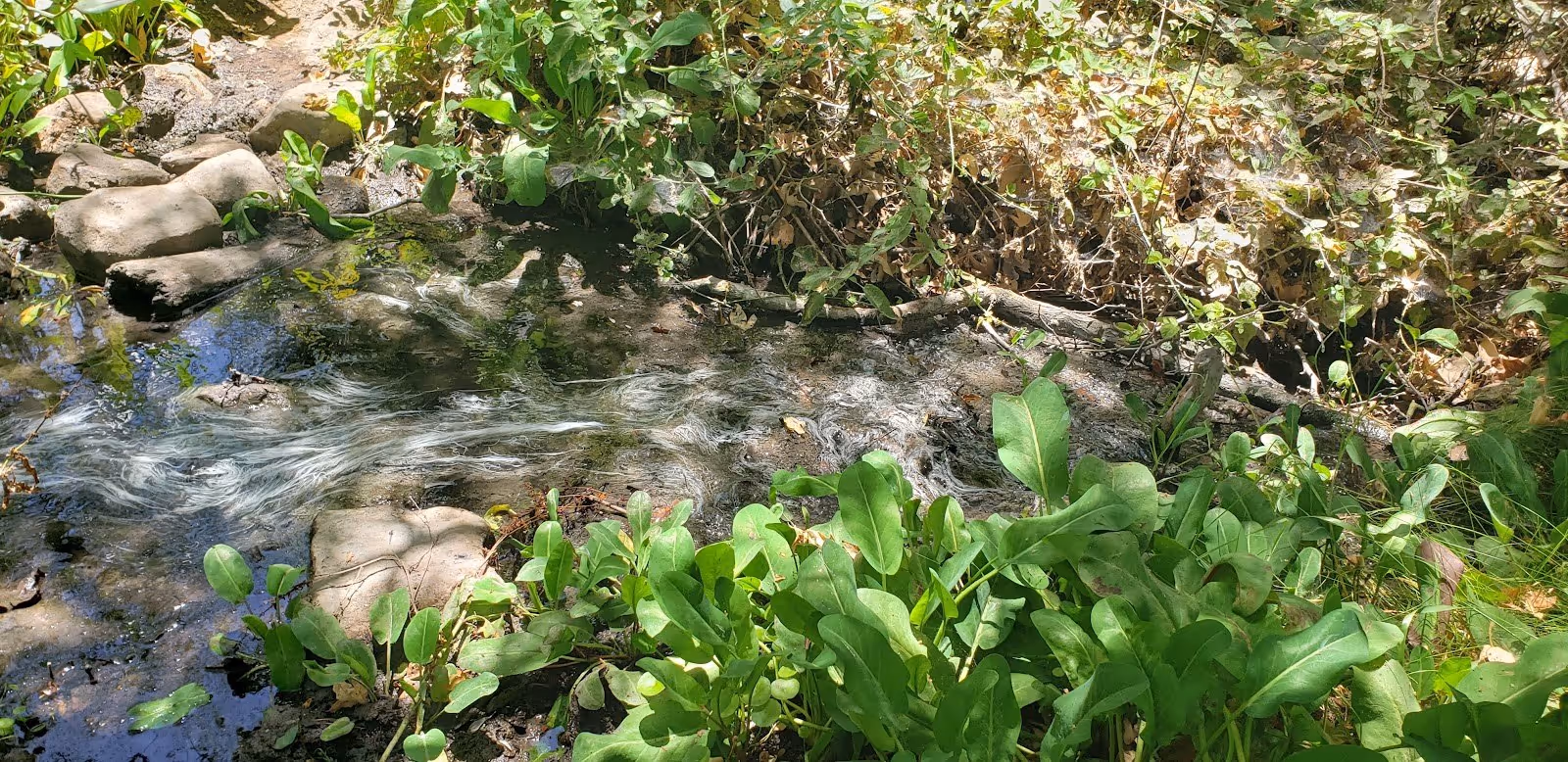 Water flowing gently through a rocky, plant-filled hot spring creekbed with green leaves and sunlight filtering through at Gaviota State Pa.