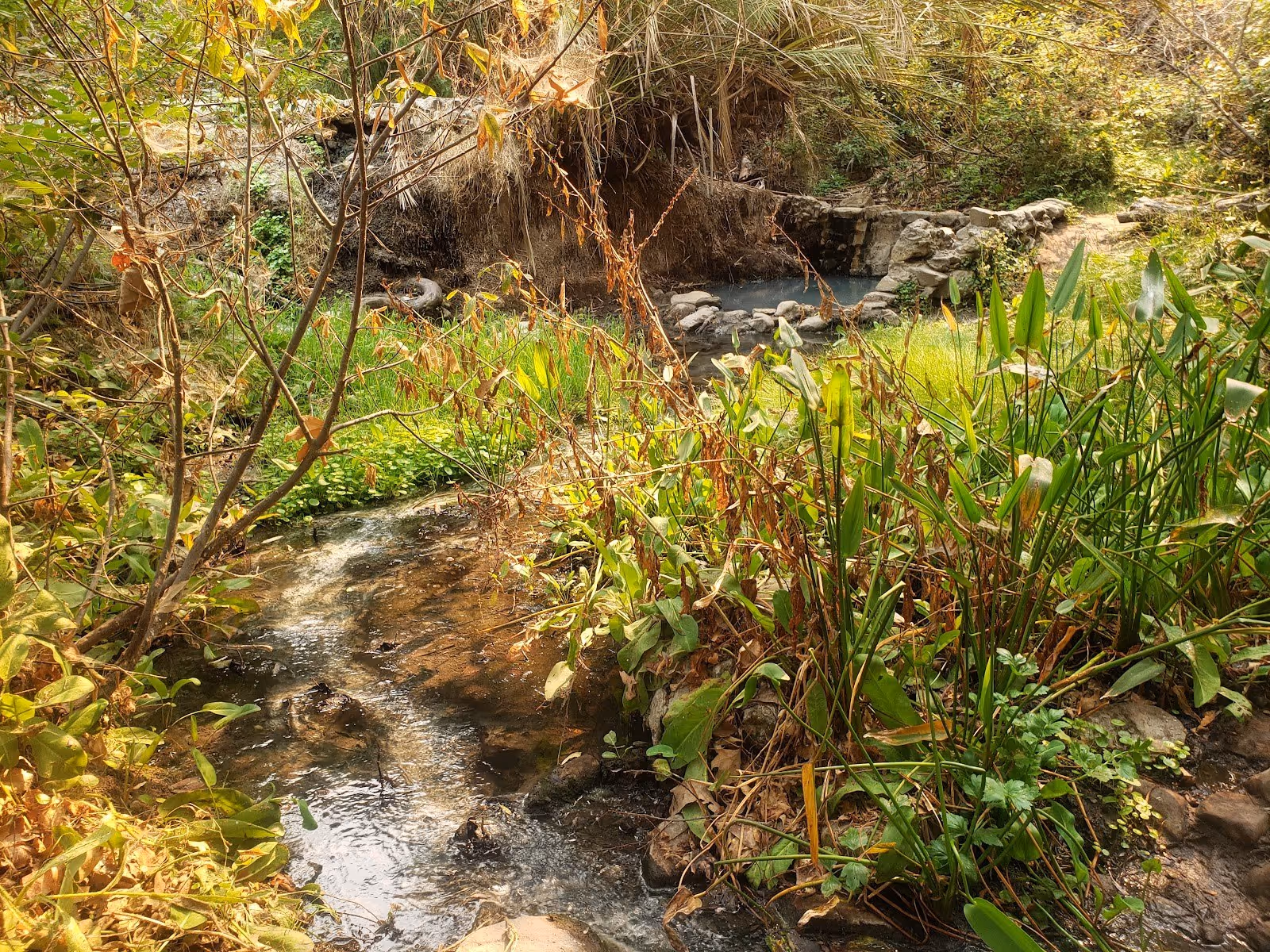 A small stone-bordered hot spring soaking pool surrounded by dense green and dry foliage at Gaviota State Park Hot Springs near Gaviota Cal.