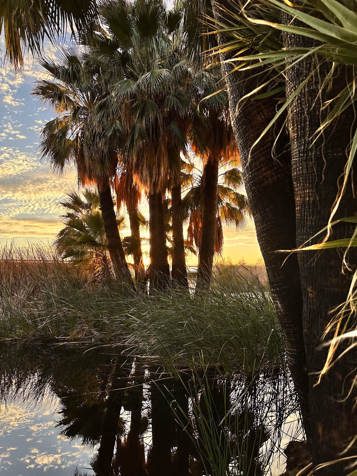 Sunset lighting palm trees and reeds around a quiet water area at Holtville Hot Springs in the desert landscape of California.
