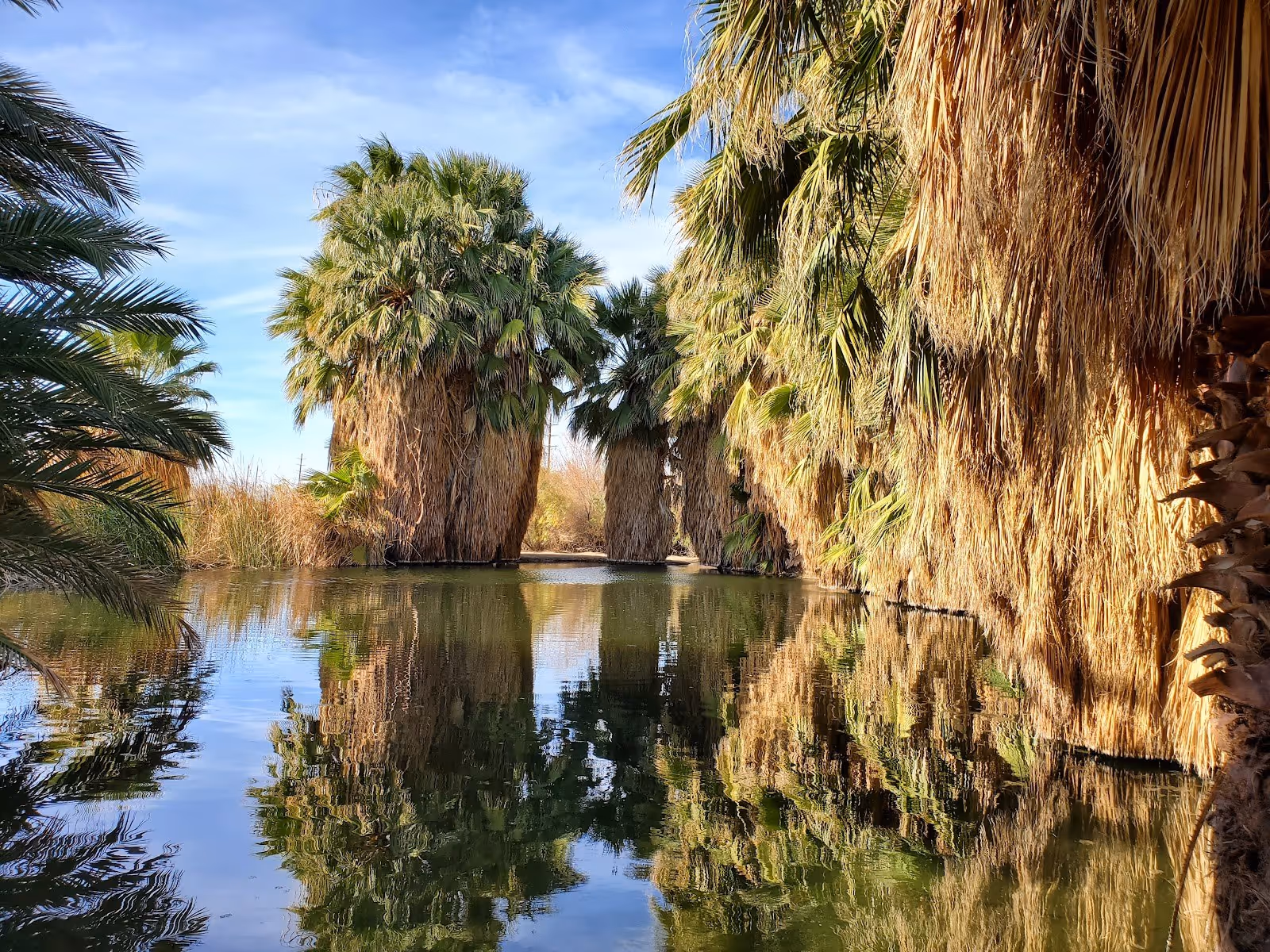 Calm natural pool reflecting tall palm trees under a blue sky at Holtville Hot Springs near Holtville, California.