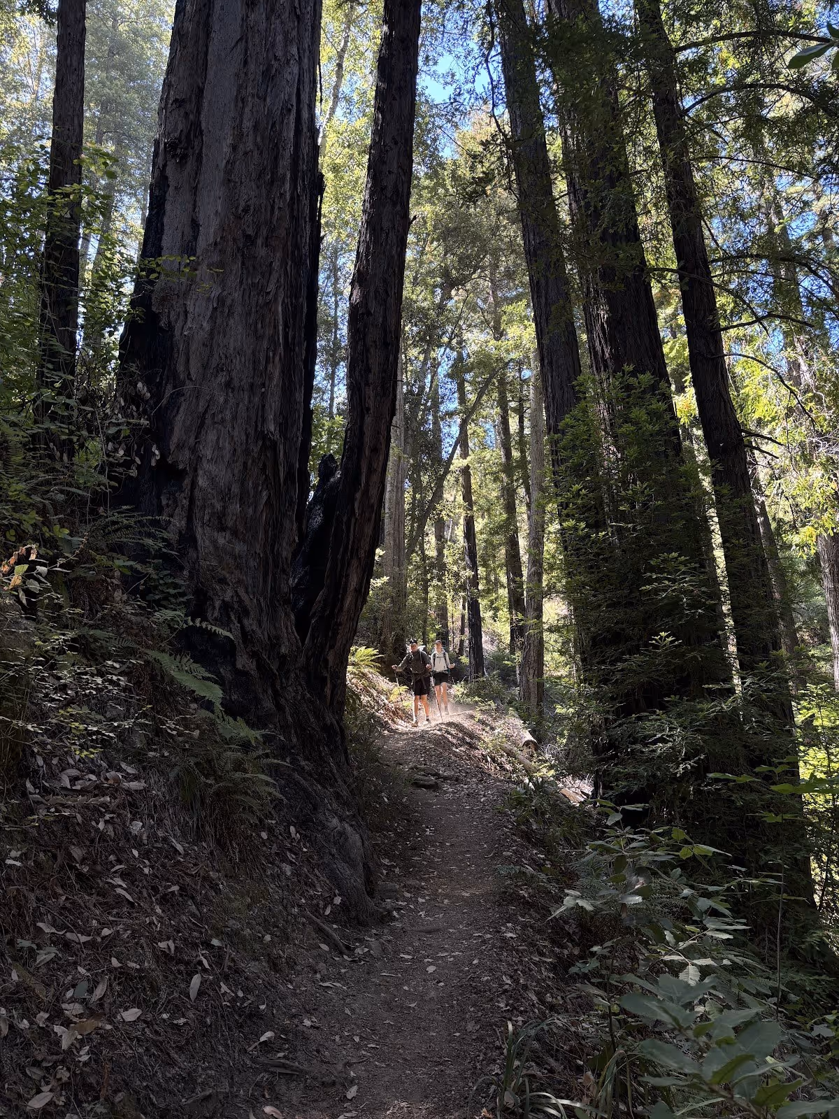 Shaded dirt trail winding through tall redwood trees with hikers walking under sunlight near Sykes Hot Springs in Big Sur California.