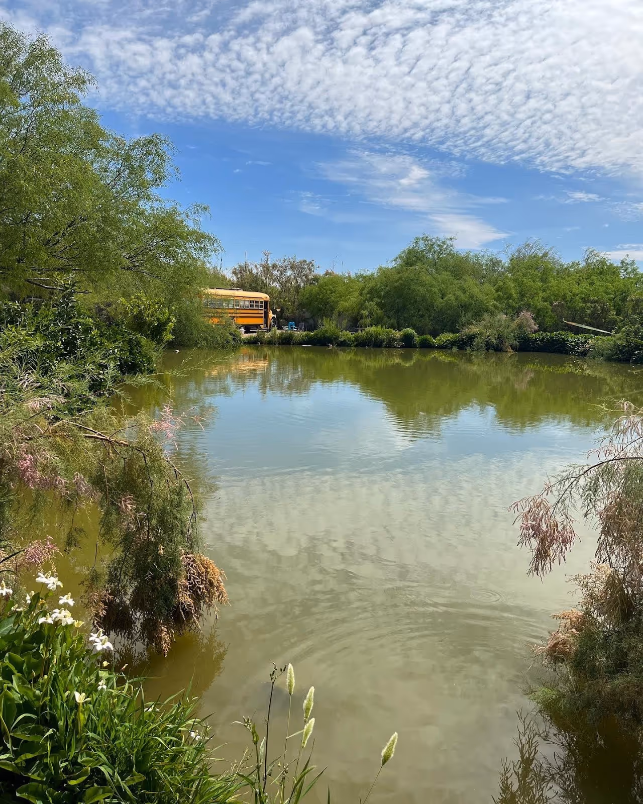 Large natural pond with green water and surrounding trees including a yellow bus visible near El Dorado Hot Springs Arizona.
