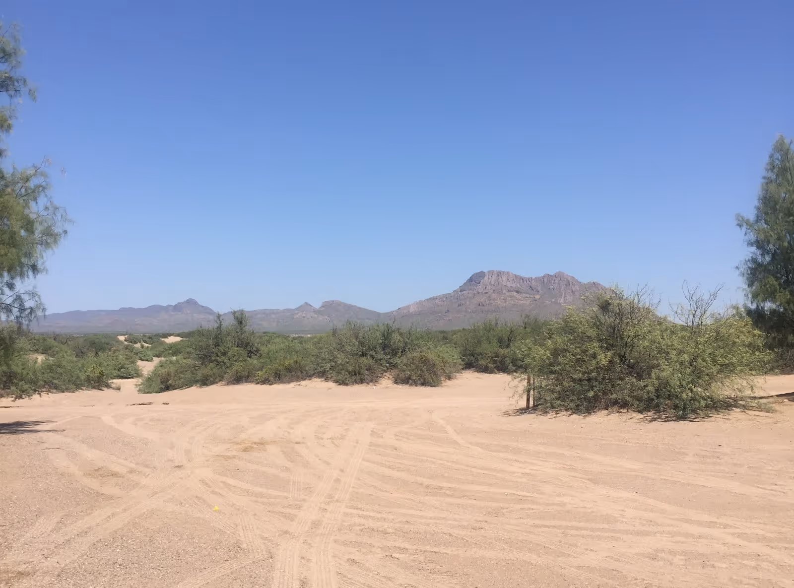 Desert area with shrubs and dirt paths under a clear blue sky at Hot Well Dunes Recreation Area near Safford, Arizona.