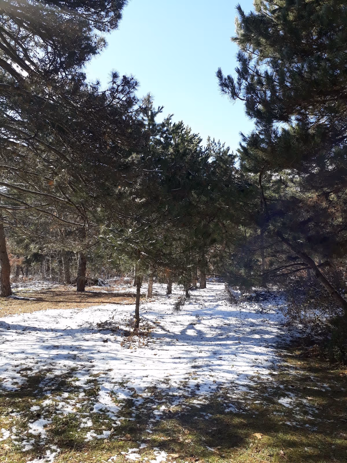 Snow patches cover the ground of a forest path lined with pine trees casting shadows on the earth on a sunny day.