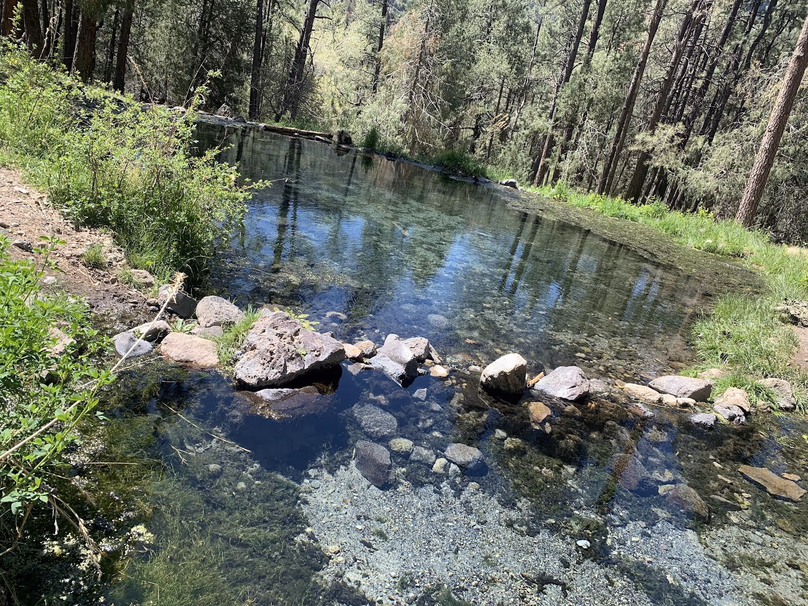 Two connected clear mineral pools separated by rocks with green plants and pine trees surrounding the area at McCauley Warm Springs near Je.
