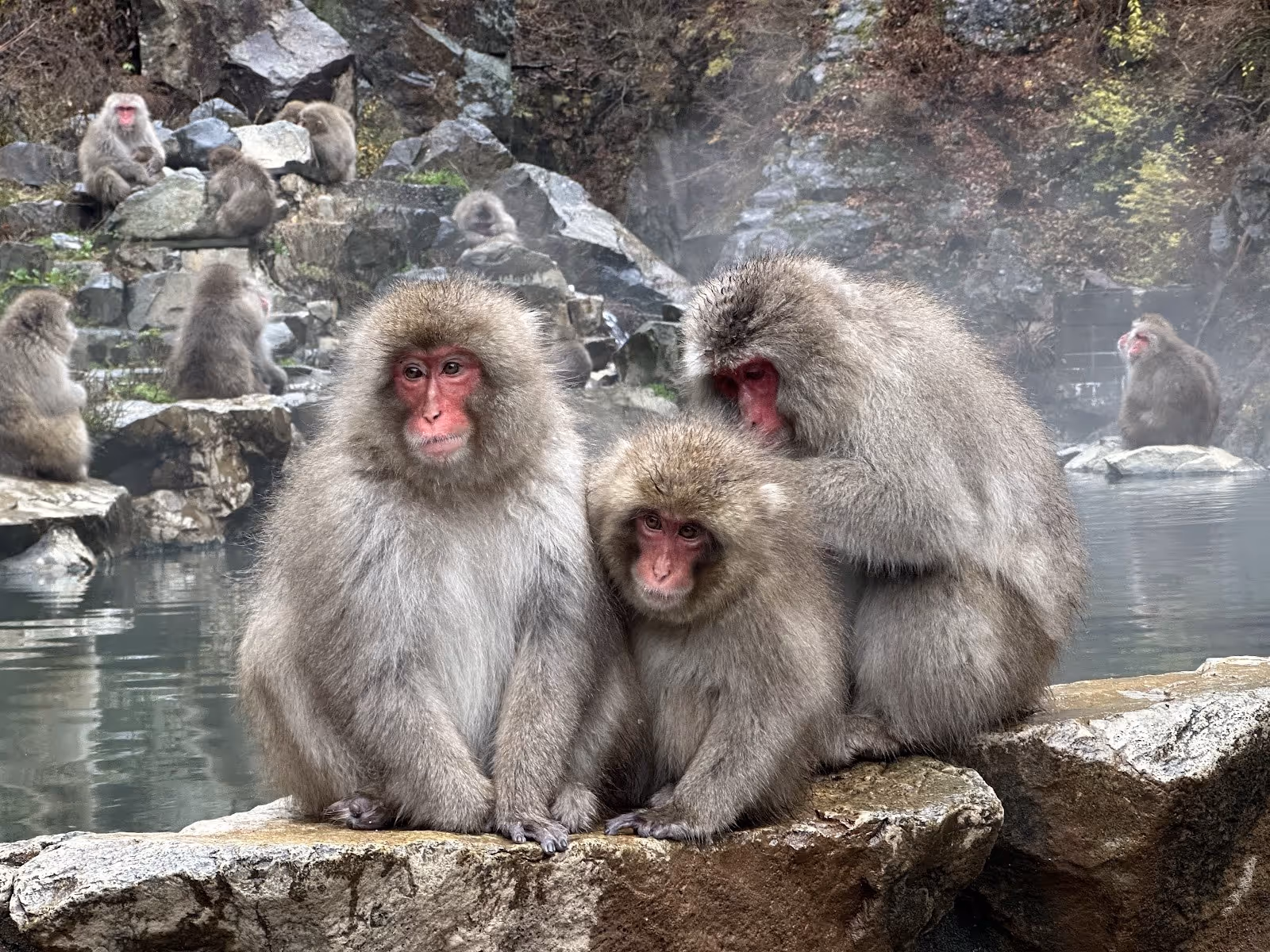 Close-up of a Japanese macaque with wet fur and a red face bathing in a mineral hot spring at Jigokudani Monkey Park, Yudanaka Japan.