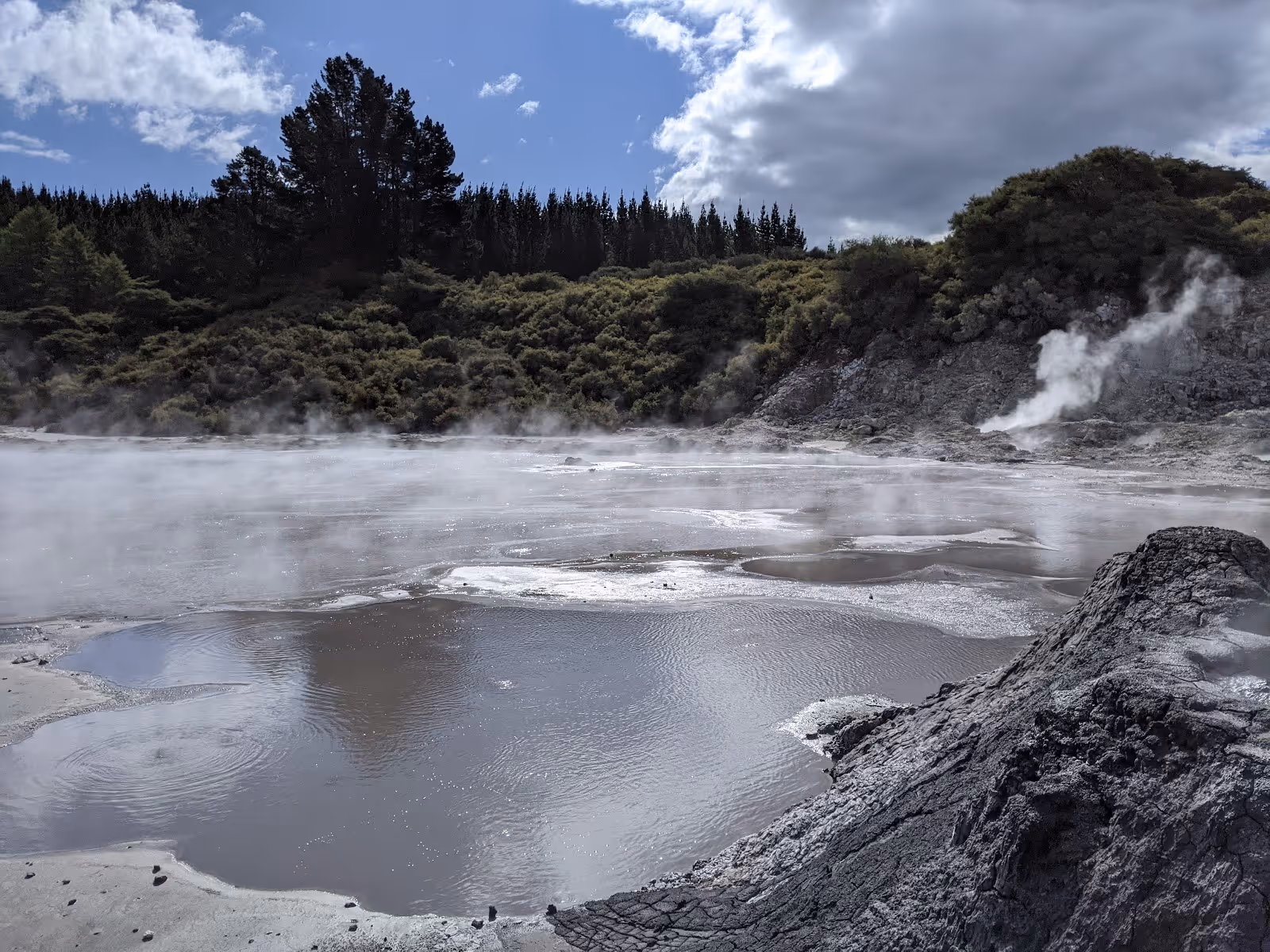Natural hot spring steaming vents and a bubbling mineral pool sit surrounded by dense trees and shrubbery near Rotorua New Zealand.