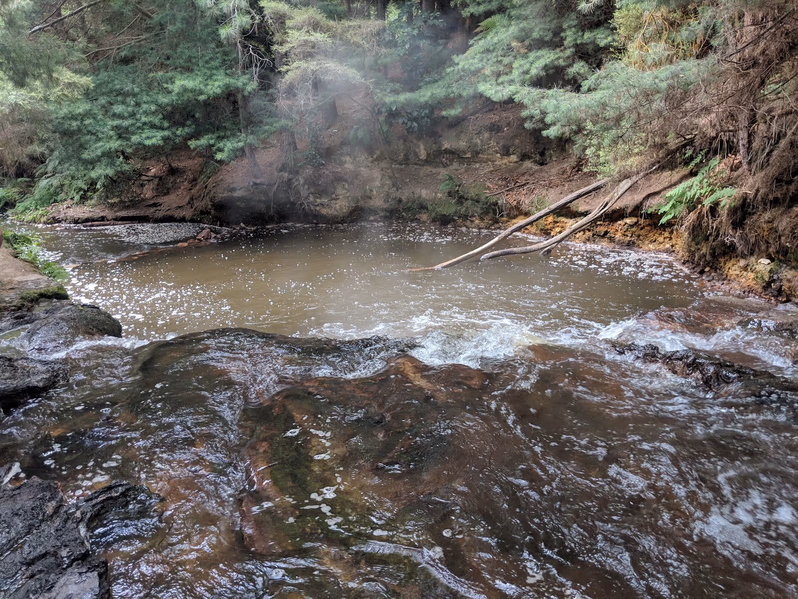 Two people swimming in the steamy brown mineral waters of Kerosene Creek hot spring under tall trees beside a flowing waterfall in Rotorua.