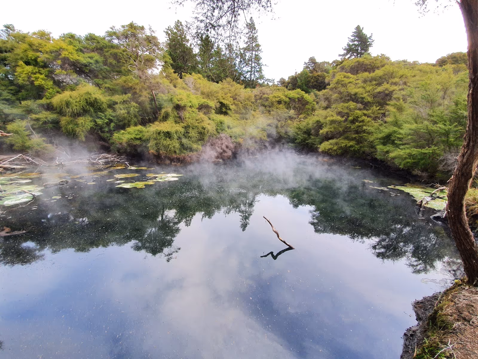 Steaming hot spring lake reflecting green trees and cloudy sky at Tokaanu Thermal Pools in Tokaanu New Zealand with lily pads on water.