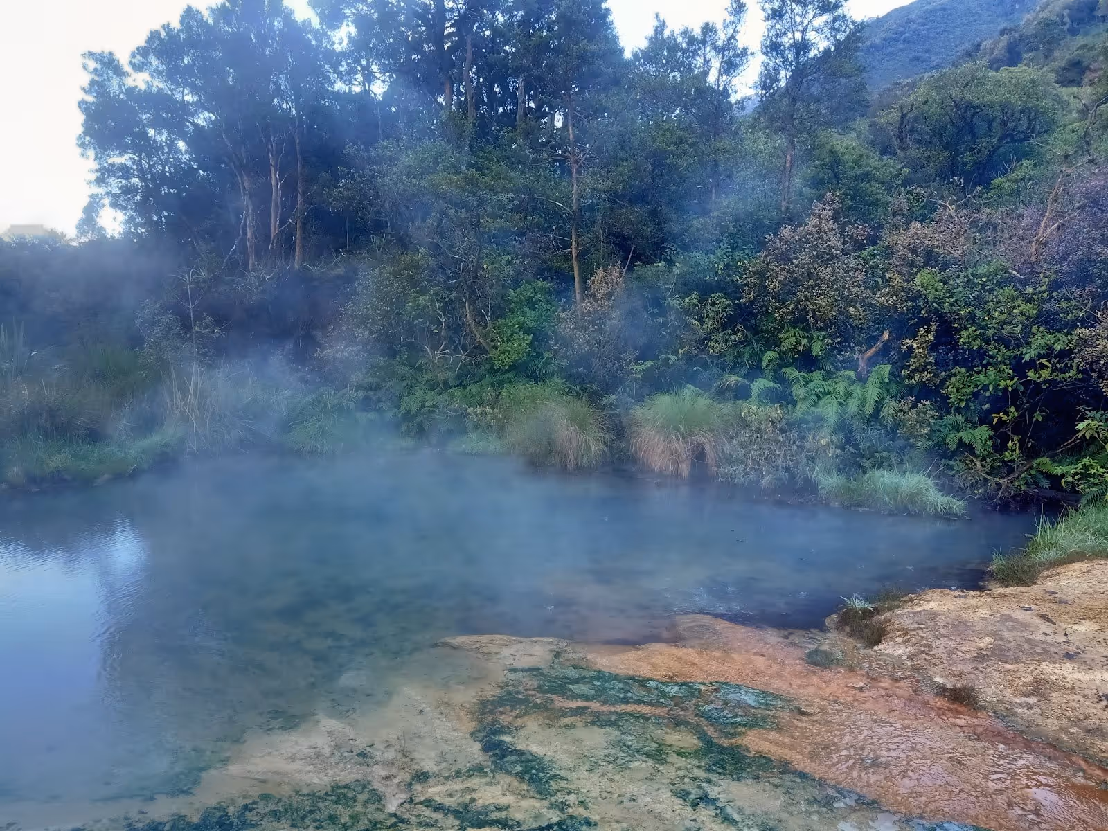 Clear water pool with steam and lush green trees behind at Welcome Flat Hot Pools near Fox Glacier in New Zealand.