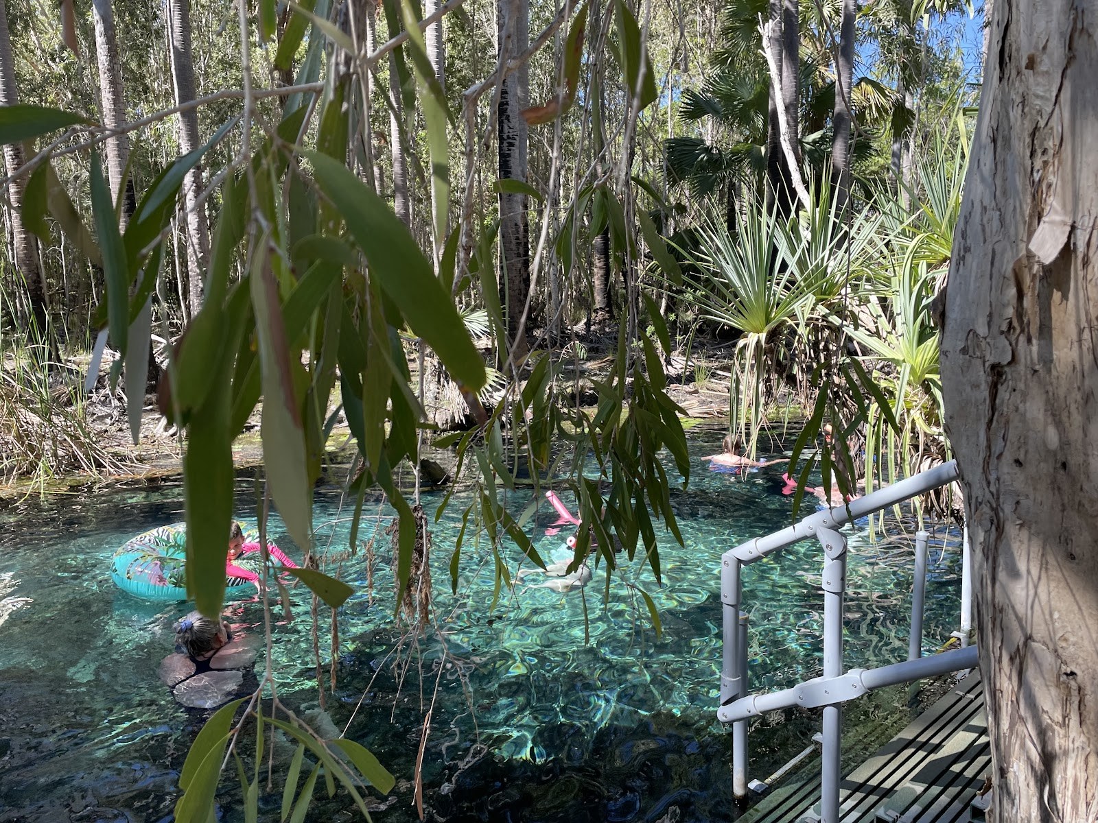 A natural pool at Bitter Springs with crystal-clear water surrounded by trees and a wooden boardwalk in Mataranka, Australia.