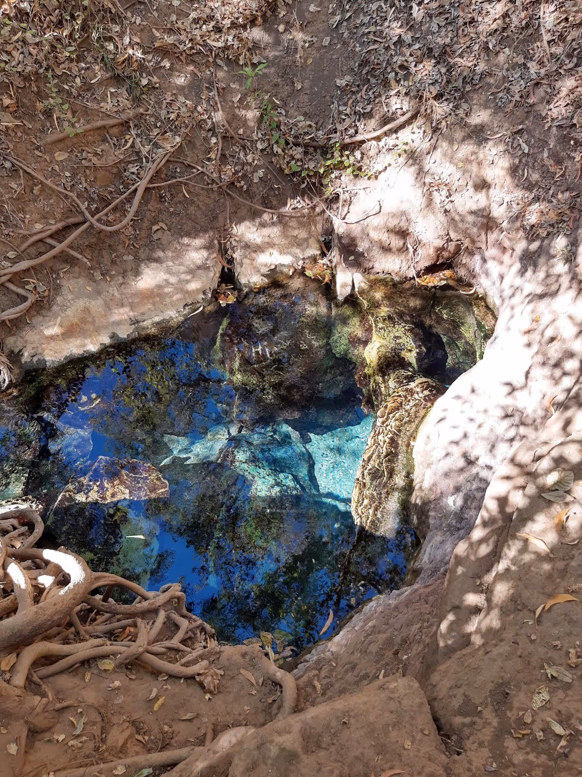Clear and shallow natural spring pool at Katherine Hot Springs reflecting tree branches and dry earth around it in Australia.
