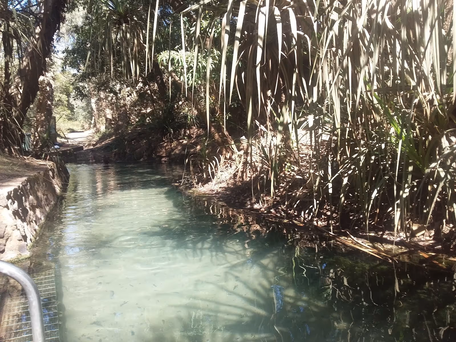 Long natural water channel bordered by tall grass and tropical plants with dappled sunlight near Katherine Hot Springs in Northern Territor.