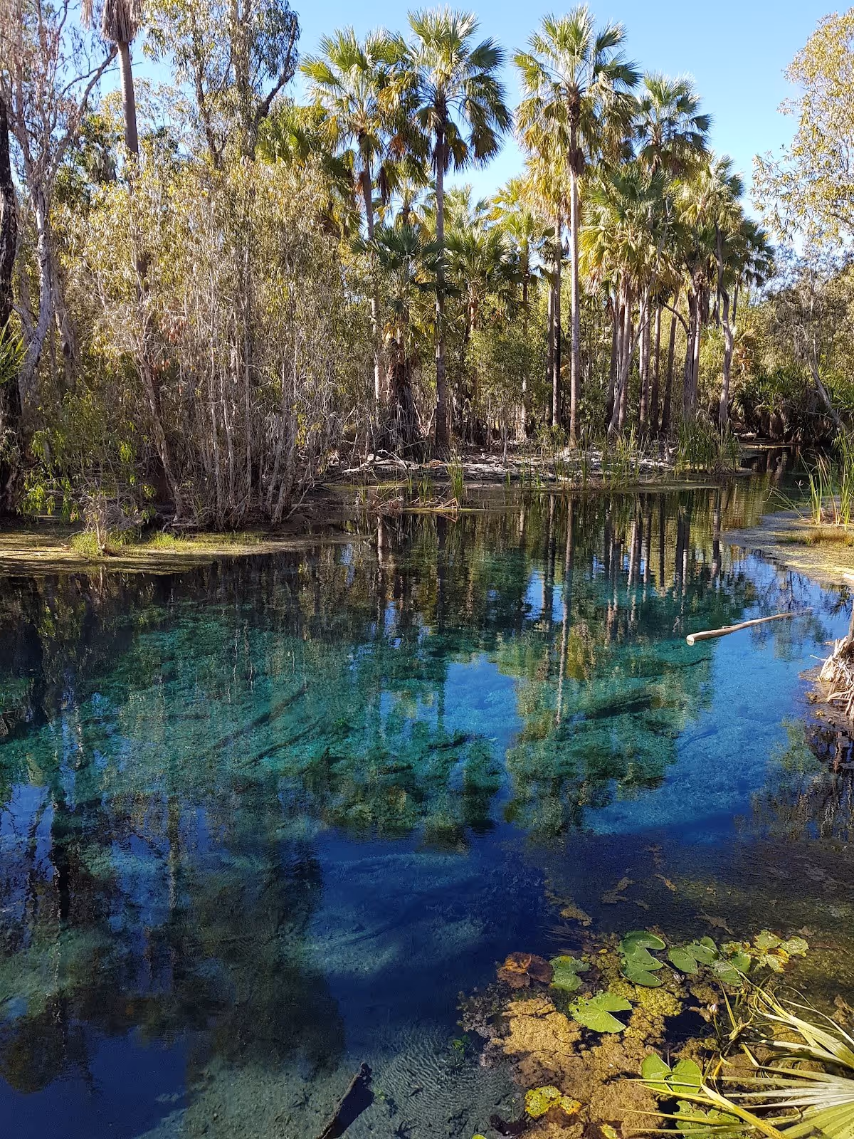 Natural pool with crystal clear water reflecting green palm trees and dense forest vegetation at Mataranka Thermal Pool Australia.