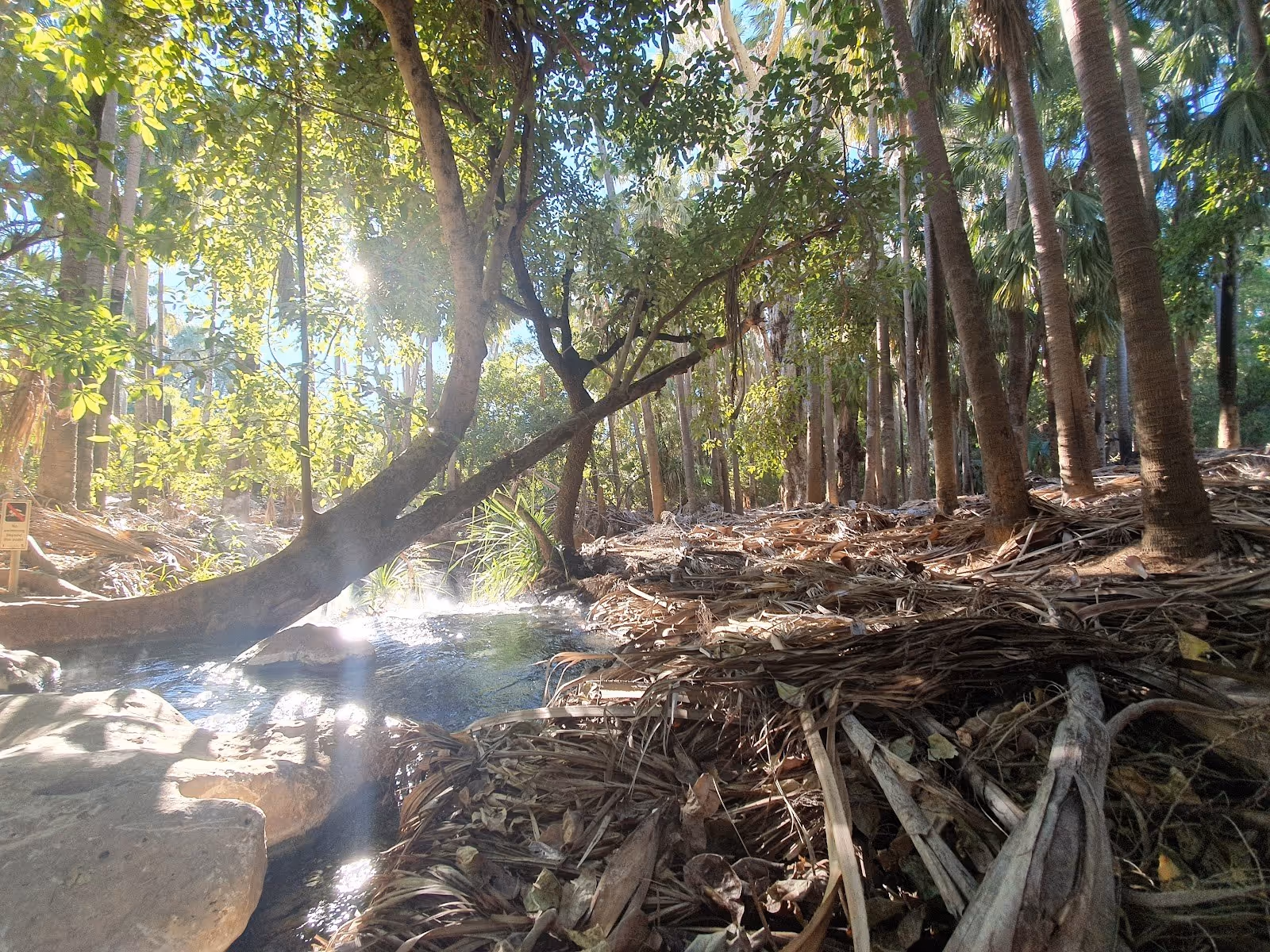Sun rays filter through dense trees over a shallow clear steaming hot spring stream at Mataranka Thermal Pool Australia.