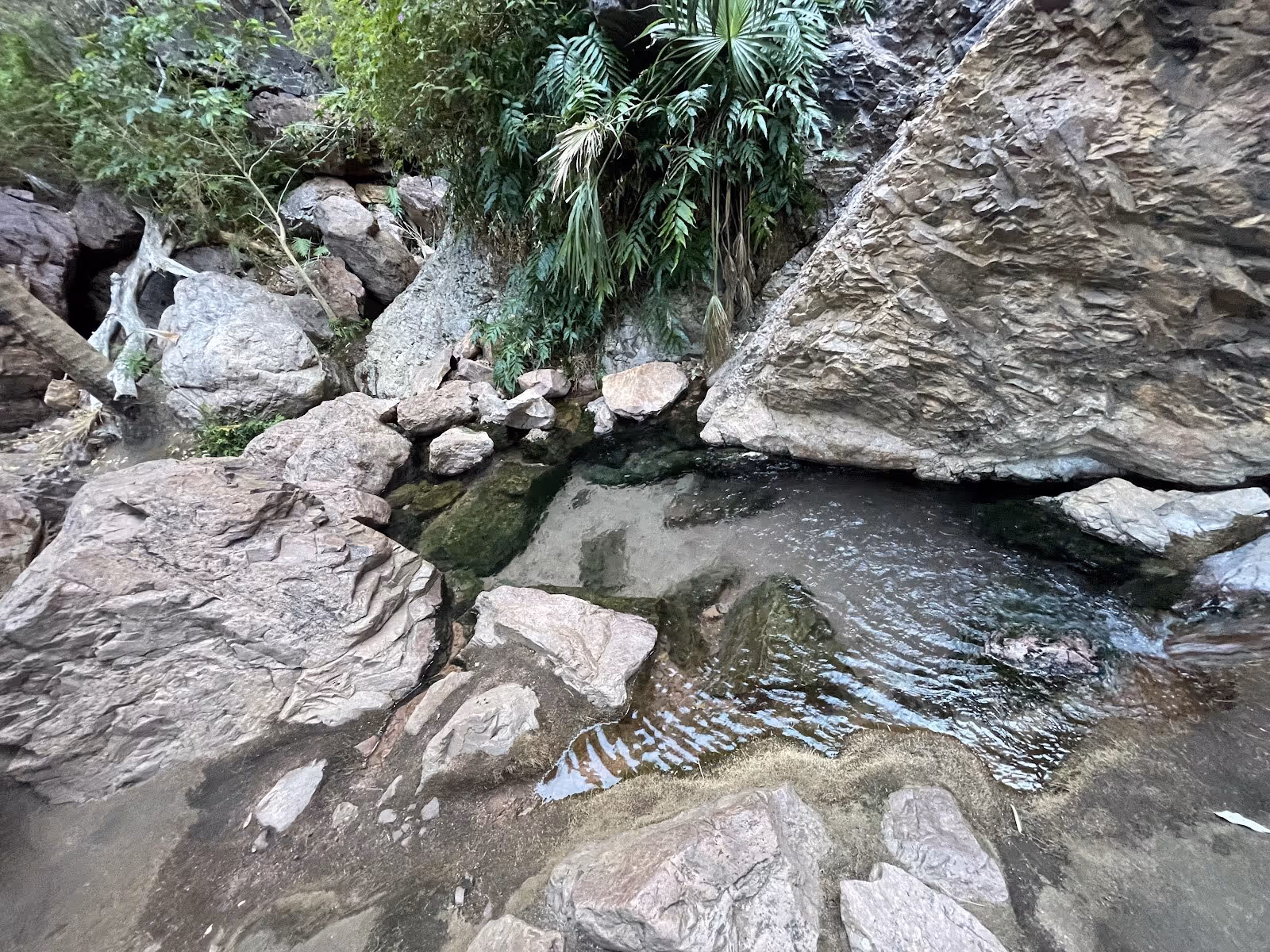 Rock-bordered hot spring pool with flowing water and palm trees creating a shaded area at Zebedee Springs.