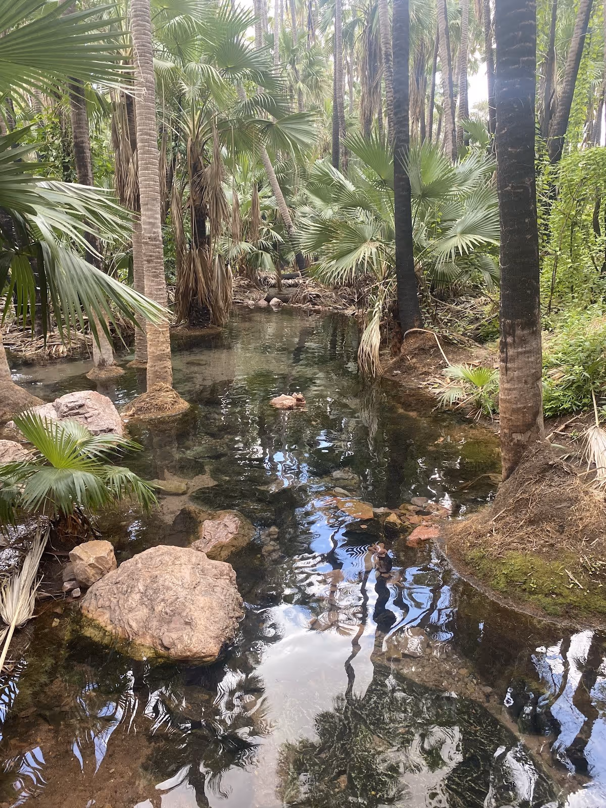 Clear natural pool surrounded by lush palm trees and rocks at Zebedee Springs near Kununurra Western Australia.