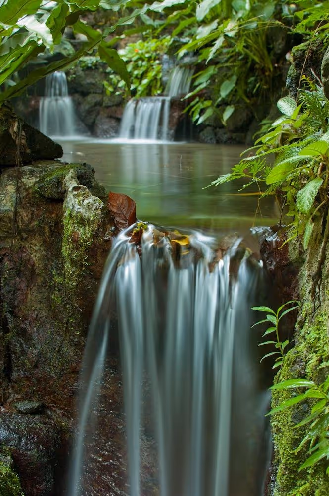 Close-up of a series of small waterfalls feeding into a calm natural pool enveloped by green moss and tropical foliage.