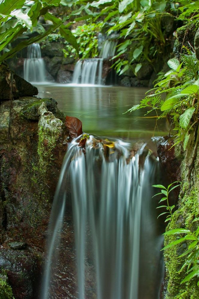 Close-up of a series of small waterfalls feeding into a calm natural pool enveloped by green moss and tropical foliage.