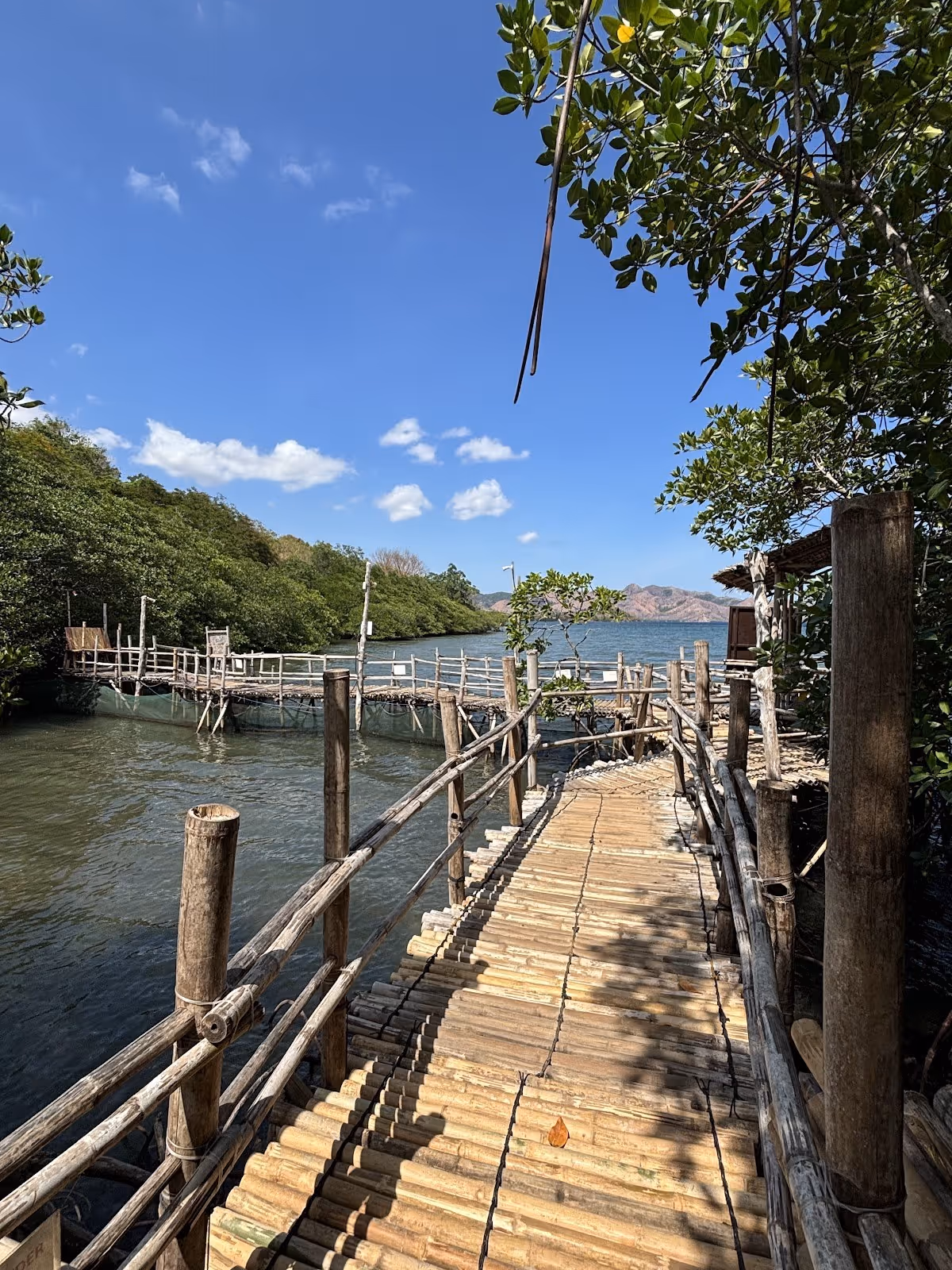Wooden boardwalk extending over water leading through thick green mangroves with mountains in the distance near Coron Philippines.