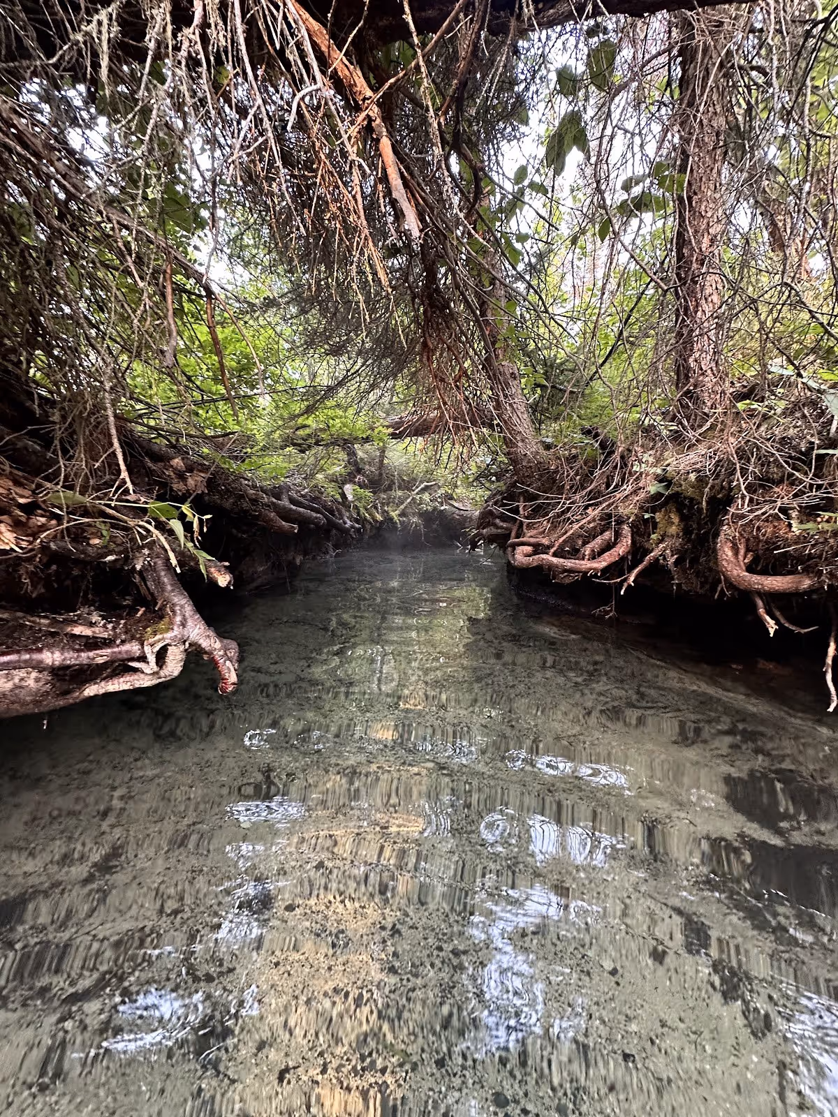 Liard River Hot Springs, Canada.