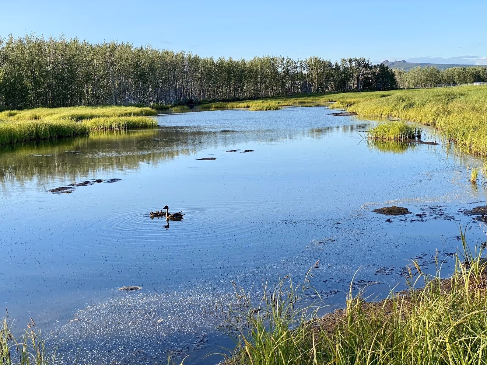Pilgrim Hot Springs, Alaska.