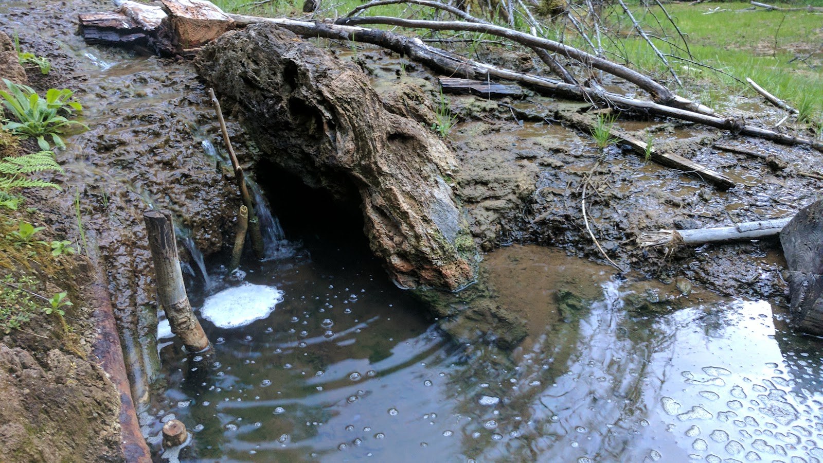 Ohanapecosh Hot Springs, Washington.