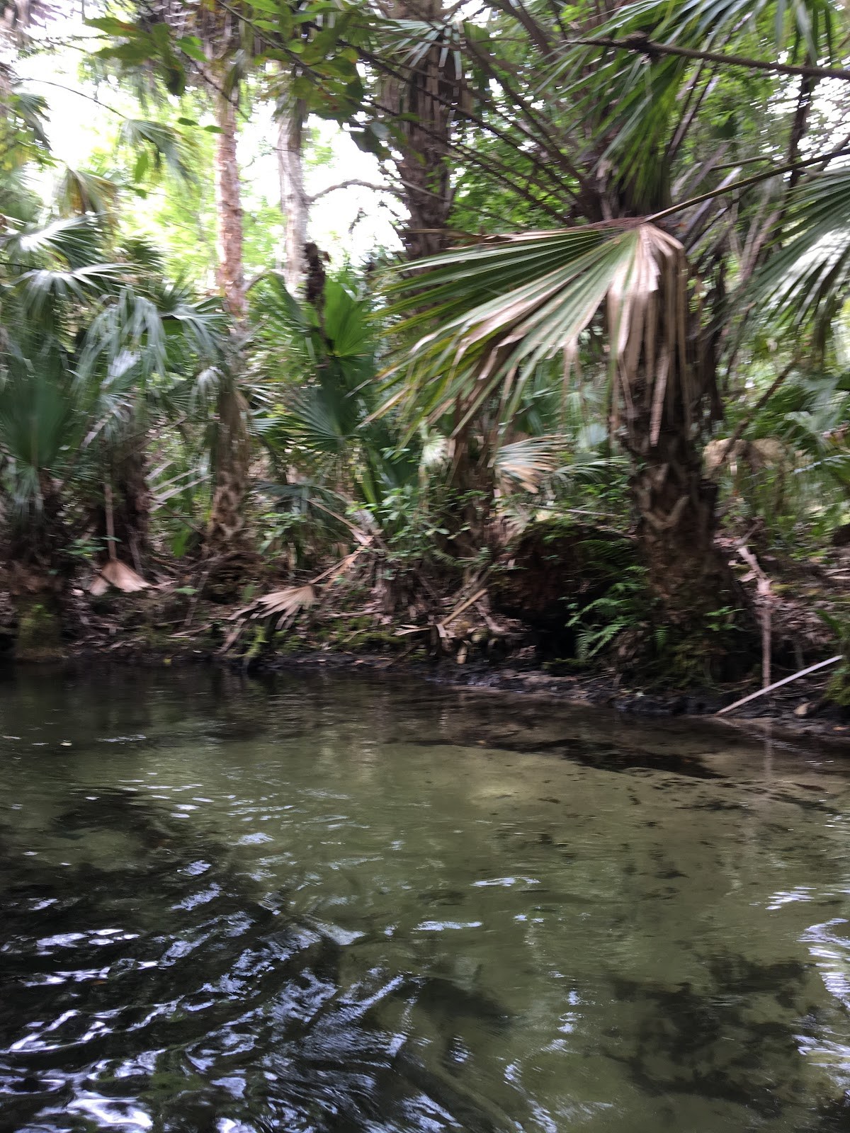Juniper Springs, Florida.
