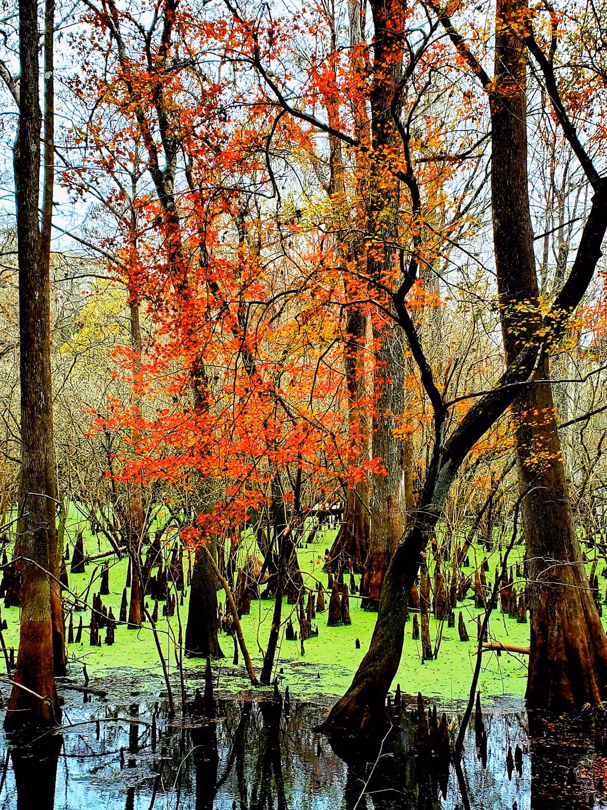 Fanning Springs, Florida.
