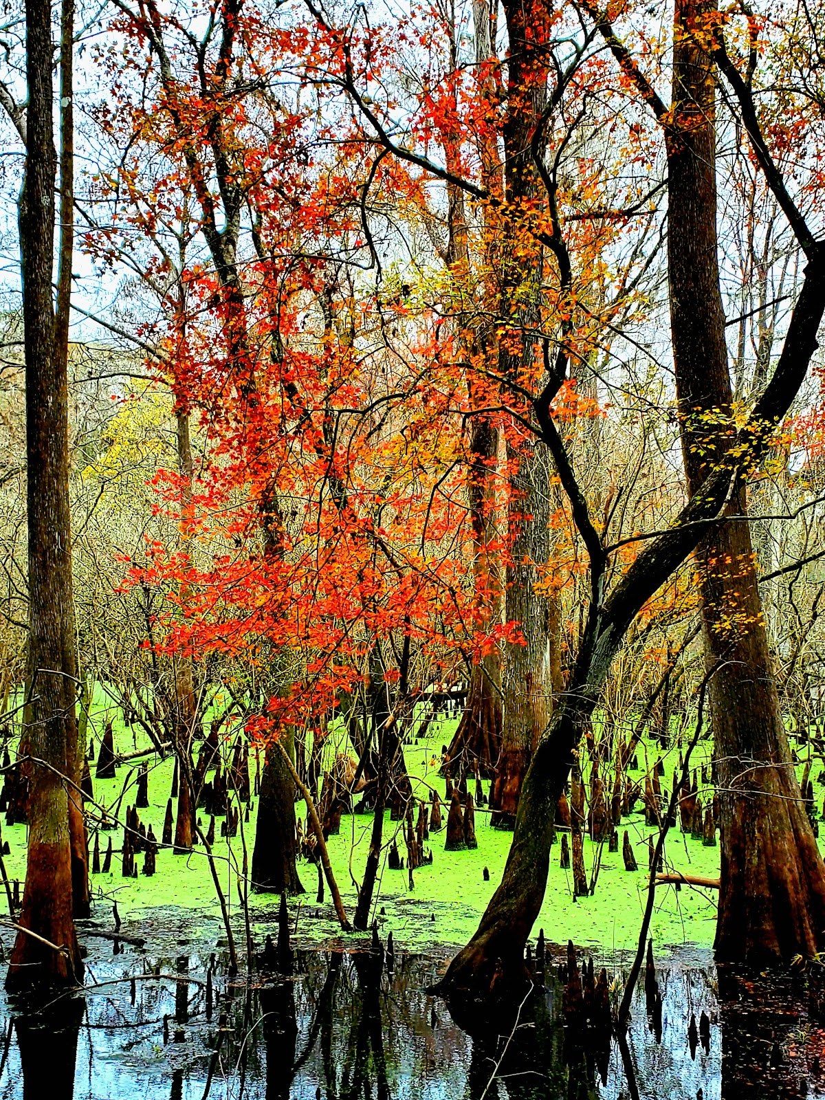 Fanning Springs, Florida.