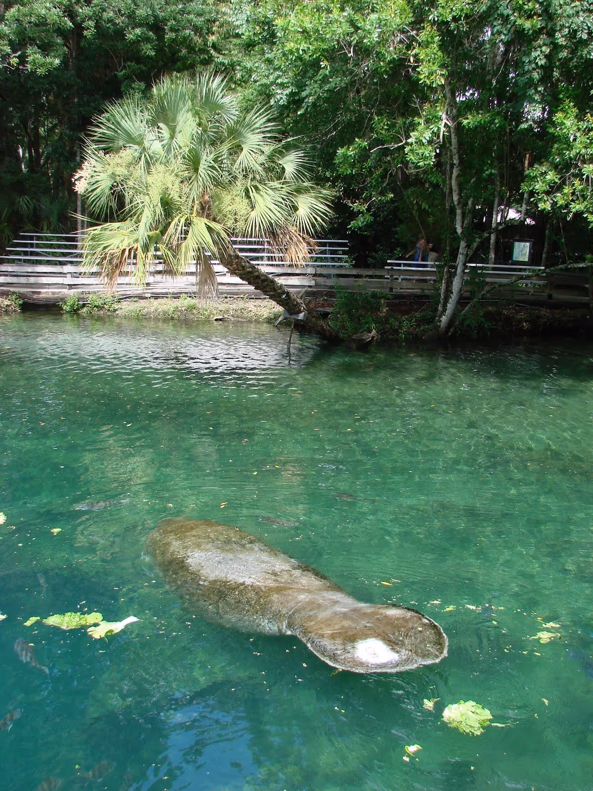 Homosassa Springs, Florida.