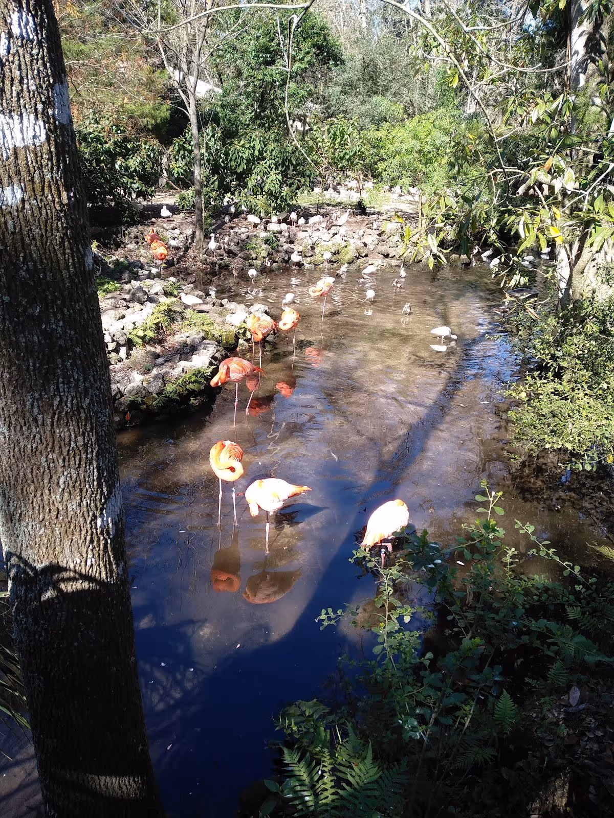 Homosassa Springs, Florida.