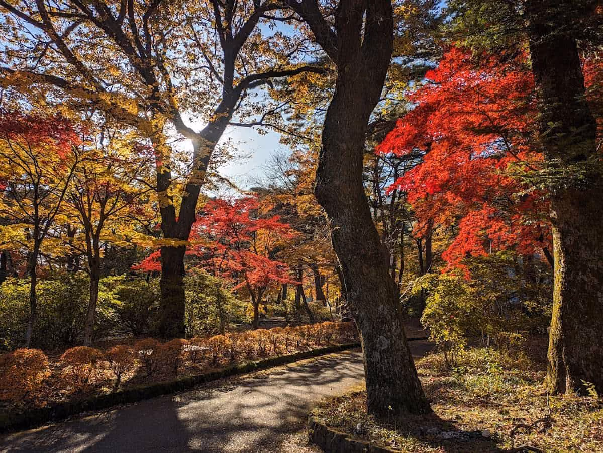 Autumn tree colours at kinugawa onsen