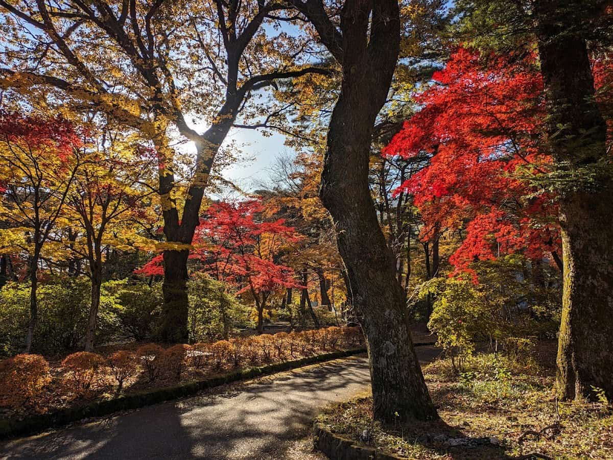 Autumn tree colours at kinugawa onsen