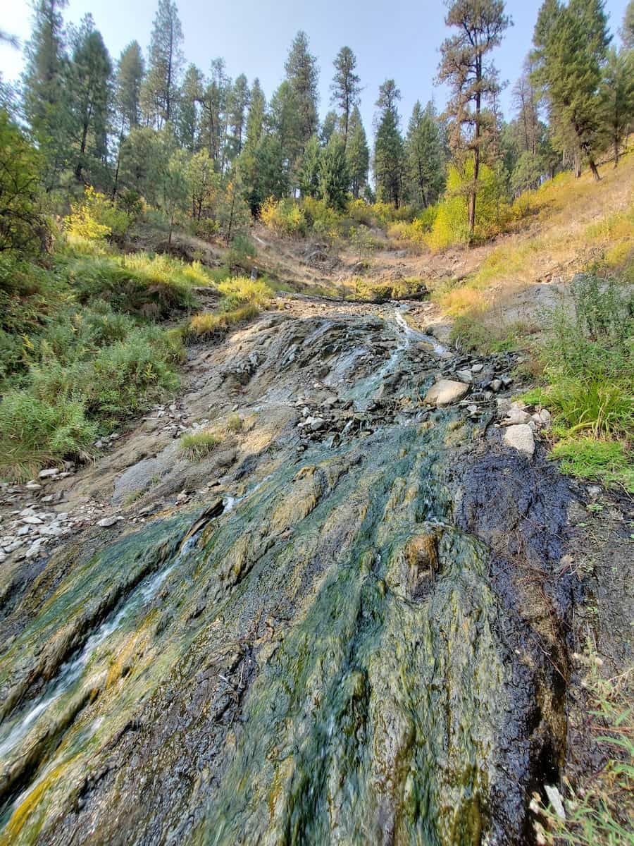 travertine hot spring off a forested hillside at coyote hot springs idaho